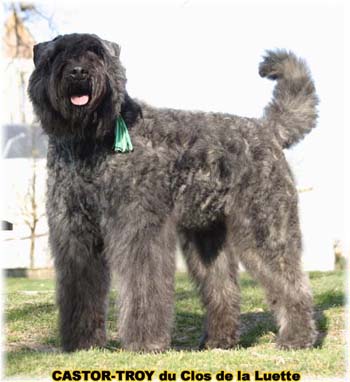 bouvier des flandres du clos de la luette - copyright déposé